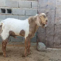 چپشت|حیوانات مزرعه|رودخانه, |دیوار