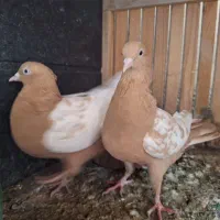 طوقی|پرنده|شیراز, جوادیه|دیوار