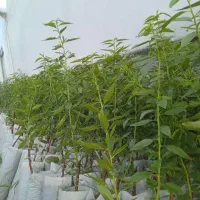 نهالستان طبیعت سبزپرداخت بصورت نقدچک.اقساط باشرایط