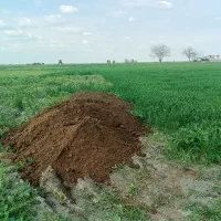 پوش گاوی