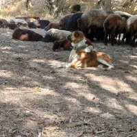 سگ سراب گله ای|سگ|گلپایگان, |دیوار