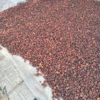 زرشک کوهی و لوشی