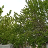 خونه-باغ-دهنو-قلندری