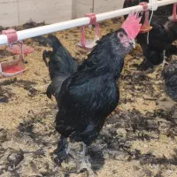 تخم نطفه دار و جوجه یک روزه مرندی|حیوانات مزرعه|بهبهان, |دیوار