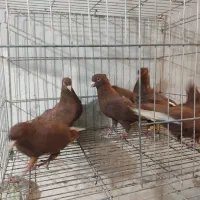 سرخ دم سفید. سرخ ابادانی