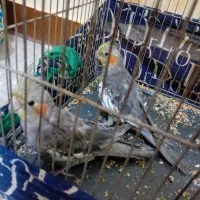 عروس هلندی سخنگو