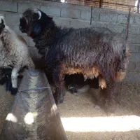 بره نر تخمی اصیل بختیاری،،قوچ و نرمیش