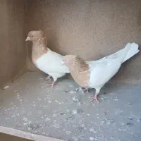 کفتر رنگی کله زرد.کله سرخ|پرنده|رباط‌کریم, شهرک صنعتی زواره‌ای|دیوار