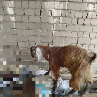 تروشت