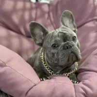 سگ فرنچ بولداگ