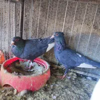 پلنگ گلچین|پرنده|کیانشهر, |دیوار