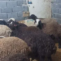 هیجده راس بره ماده و گاو قصر|حیوانات مزرعه|کمیجان, |دیوار