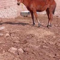 کره اسب مادیون ۱۵ ماهه