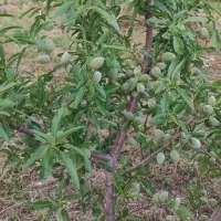 فروش انواع نهال اصلاح شده پیوندی|خدمات باغبانی و درختکاری|خسروشاه, |دیوار