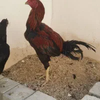 خروس لاری افغان|حیوانات مزرعه|جویم, |دیوار