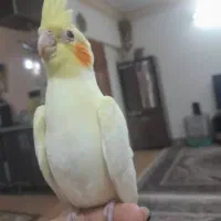 جوجه عروس هلندی|پرنده|کرج, محمود آباد|دیوار