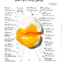 تخم مرغ ۱۱کیلویی