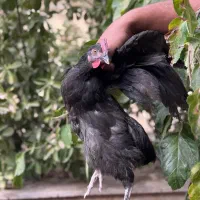 مرغ و خذوس سایز بزرگ و‌کوچیک و تاقچه