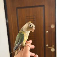طوطی گرینچیک