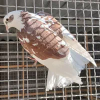 کبوتر شمرونی اصل|پرنده|دماوند, دماوند|دیوار