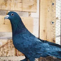 پدر و پسر یک جفت زاغ پر پا|پرنده|کرمان, |دیوار