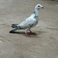 کبوتر‌گوره|پرنده|شوشتر, |دیوار