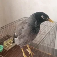 مرغ مینا سخنگو