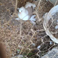 کبوتر نوچه|پرنده|خورموج, |دیوار
