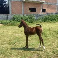 اسب فروشی|اسب و تجهیزات اسب‌سواری|نوشهر, |دیوار