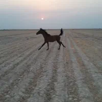 اسب نر بی مدرک