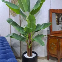 درخت موز ۵ تنه، ارتفاع ۱متر و ۷۰ سانت، مصنوعی