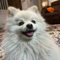 سگ گمشده|حیوانات|شیراز, شهرک بزین|دیوار