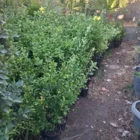 شمشاد طلائ|گل و گیاه طبیعی|ماهدشت, |دیوار