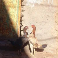 جفت مرغ اصیل|حیوانات مزرعه|بوژگان, |دیوار