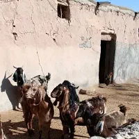 خرید بزغاله