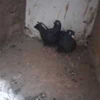 کبوتر زاغ .کله دمسبز