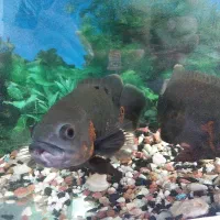 اسکار تایگر