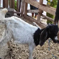 یک عدد کره نر