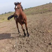 اسب|اسب و تجهیزات اسبسواری|پارسآباد, |دیوار