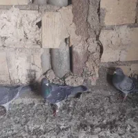 کفتر|پرنده|بومهن, |دیوار