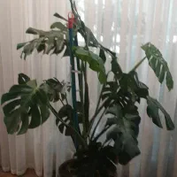 گل و گیاه|گل و گیاه طبیعی|کرج, اصفهانیها|دیوار