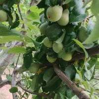 باغ تنگ تیزاب|فروش زمین و ملک کلنگی|شیراز, آبیاری|دیوار