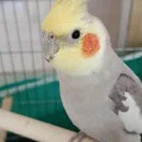 جفت عروس هلندی