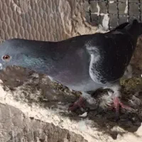 پلاکی گرفتنی|پرنده|عجب شیر, |دیوار