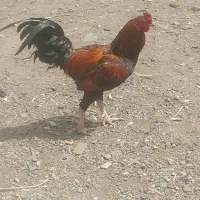 یک عدد خروس لاری و یک عدد خروس سفید