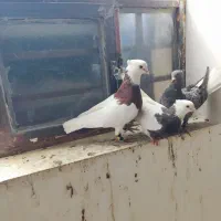 نروماده طوقی ضمانتی|پرنده|زابل, |دیوار