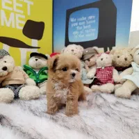 توله سگ امپریال سفید و قهو ایی|سگ|تهران, پونک|دیوار