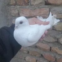 لوتی خوش دیمدیح مایا