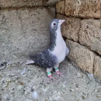 شیرازی وشهرستانی و تهرانی