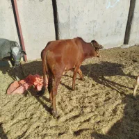 چهار گوساله سه تا نر ی ماده